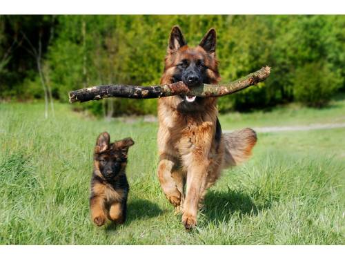 Probiotyki w codziennej pielęgnacji czworonogów.